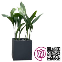 فلاور باکس فایبرگلاس ابعاد: 50*50*50 باضمانت کتبی تعویض
